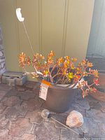 Full view of jade plant in planter with solar stake and stone visible