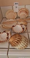 Group of scallop shells on countertop showing variety and quantity