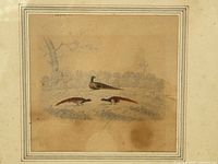 Close view of hand-coloured engraving showing three pheasants and age foxing