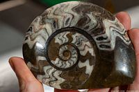 Front view of cut and polished goniatite showing spiral chambers