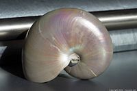 front view of polished nautilus shell showing iridescent exterior