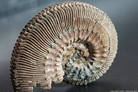 Side view of ribbed Perisphinctes ammonite fossil showing coloration and texture