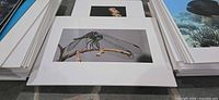 Stack of mounted photographs showing dragonfly print centered on foam core