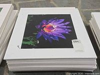 Stack of foam core boards, top print shows purple water lily with MaxSold tag 685