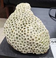 Top view showing hexagonal corallite pattern of coral