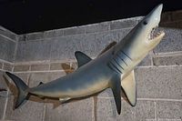 Full view of fiberglass shark wall sculpture mounted on cinderblock wall