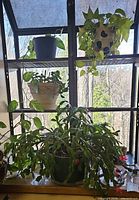 Overall view of shelving showing all four potted plants