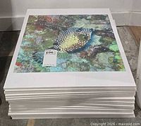 Stack of mounted photographs showing top print of spotted boxfish