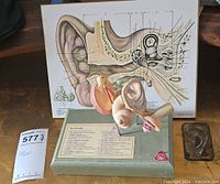 Somso ear model on base, wall plaque behind, tin ear relief to right