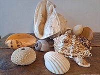 Group shot of all shells including conch, murex, cowries, urchin test, clam pair, cockle and whelk