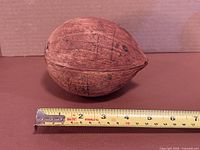 Side view of whole coconut with ruler showing length