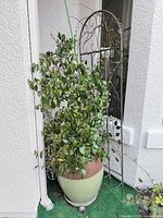 Full view of vine in planter with trellis positioned at corner of house exterior