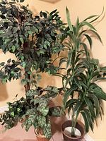 Group view: fig tree, prayer plant, dracaena