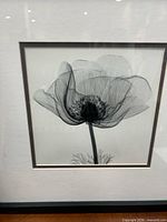 Close-up of x-ray poppy photograph within mat and frame