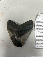 Front view of fossil tooth showing root and enamel