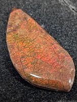Front view of ammolite cabochon showing color pattern