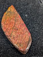 Front view of polished ammolite cabochon showing iridescent colours and surface texture