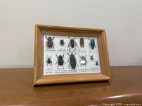 Front view of framed insect specimens