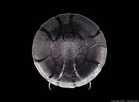 Front view of a single Arcoroc Fleur salad plate showing full floral pattern