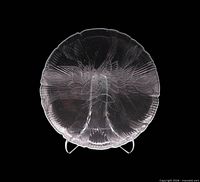 Front view of one Canterbury plate on stand