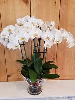 Front view of the 4 white orchid stems with lush green leaves in a mercury glass pedestal container, placed against a wooden background.