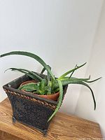 Overall view of plants in square metal cachepot on wooden surface
