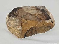 Top view of petrified wood slice showing polished surface and coloration
