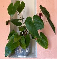 Anthurium plant in blue floral ceramic planter full view