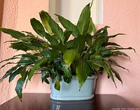 Full view of peace lily in blue ceramic planter