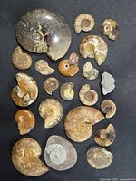 All 22 ammonite fossils arranged on black background