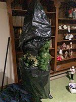 Tree wrapped in black plastic bag showing overall size and storage state