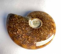 Front view of polished Cleoniceras ammonite showing suture pattern and central depression