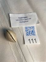 Label, fossil clam specimen, lot tag visible