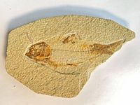 Full view of fossil fish on slab