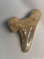 Front view of fossil shark tooth showing crown and root