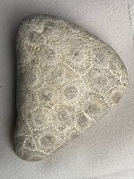 Full view of polished Petoskey stone fossil