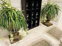 Two spider plants in pedestal urns beside glass display cabinet; lot represents one plant in urn