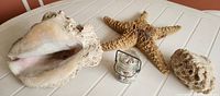 All items displayed on table: conch, starfish, coral, jar of shells