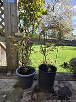 Both potted Japanese maples side by side on patio