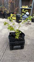 Full view of Japanese maple in fabric grow bag inside plastic crate
