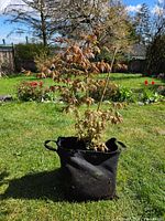 Full view of sapling with red/copper leaves in black fabric grow bag