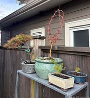 All four potted bonsai plants displayed on metal shelf