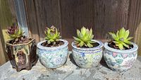 All four potted succulents lined on stone surface