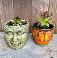 Front view of both potted succulents showing pot designs and plant condition