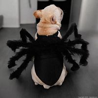 Dog wearing black spider costume