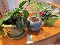 Group shot of all three potted plants on counter