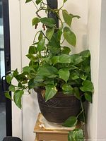 Close view of money plant showing foliage, planter, and support stake