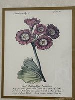 Full view of framed botanical print