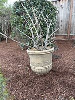 full view of planter and plant in garden setting
