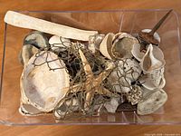 Top view of assorted shells, starfish, coral and related natural items in clear bin